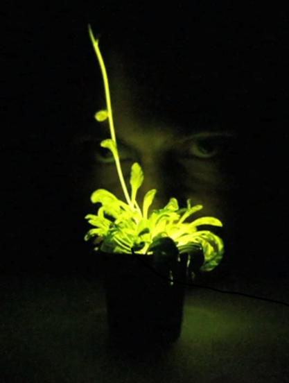 Glowing plant
